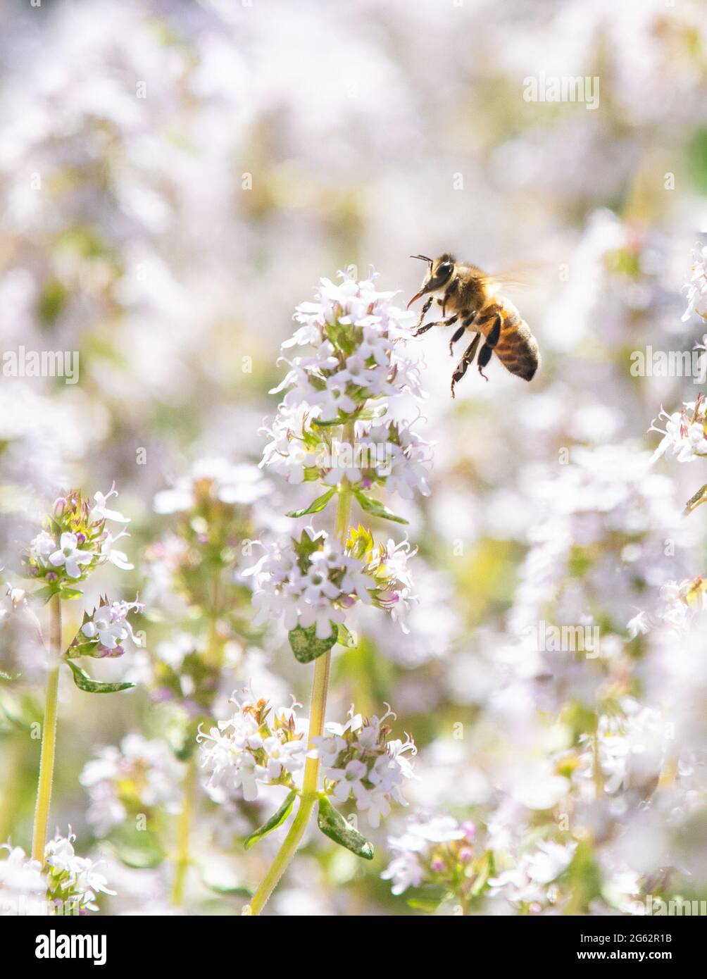 L'ape del miele che visita la pianta del timo in un giardino britannico Foto Stock