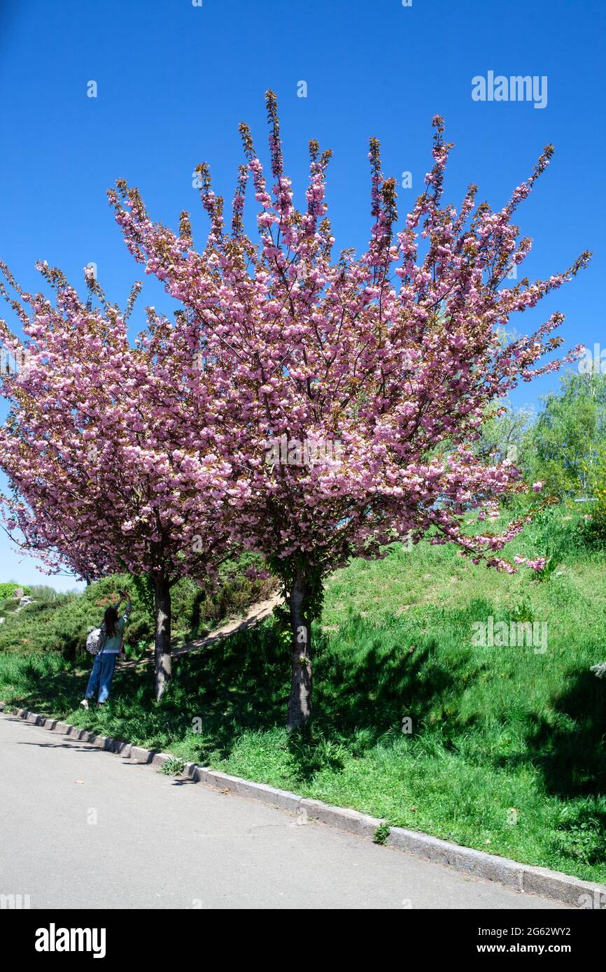 Fiore rosa sakura albero sfondo. Fiori rosa sul ramo dell'albero. Ciliegio del Giappone. Fiori Sakura. Foto Stock