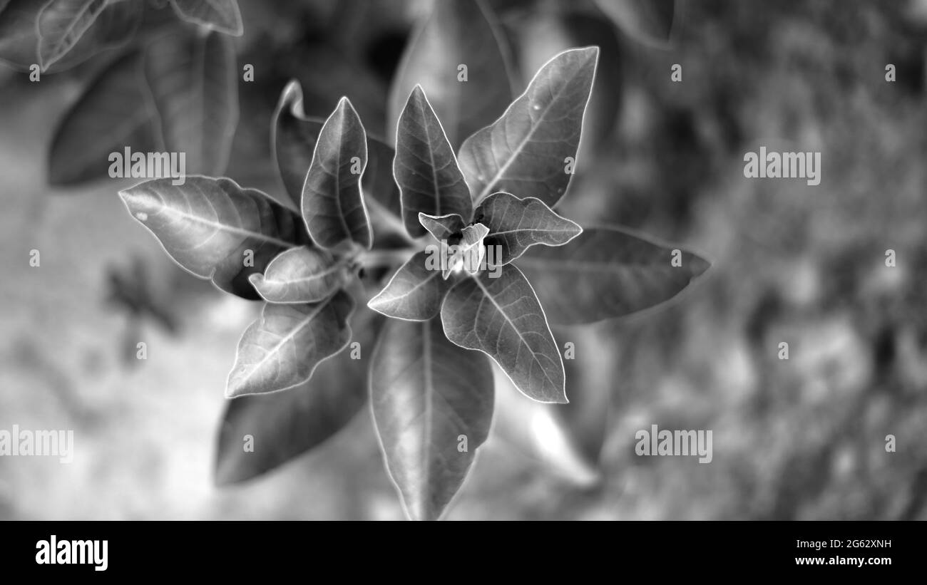Colpo bianco e nero di Ashwagandha o di Withania somnifera. Usi delle piante medicinali nell'industria medica e farmaceutica. Foto Stock