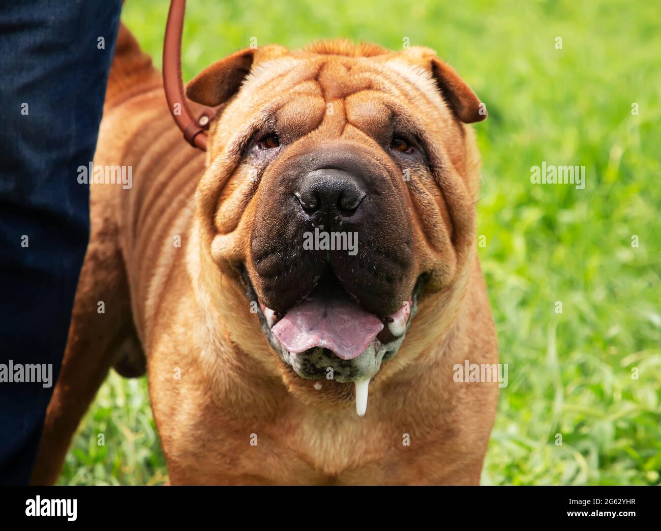 Cucciolo Shar Pei per una passeggiata con il proprietario sull'erba verde. Puppy rosso purebred. Shar Pei rosso-capelli su un campo verde ad uno spettacolo del cane. Allevamento Foto Stock