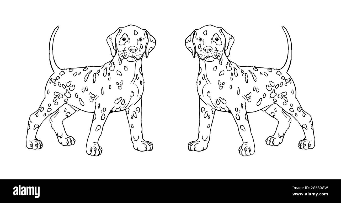 Cucciolo dalmata. Simpatici cuccioli di cani. Modello di colorazione. Illustrazione digitale. Foto Stock