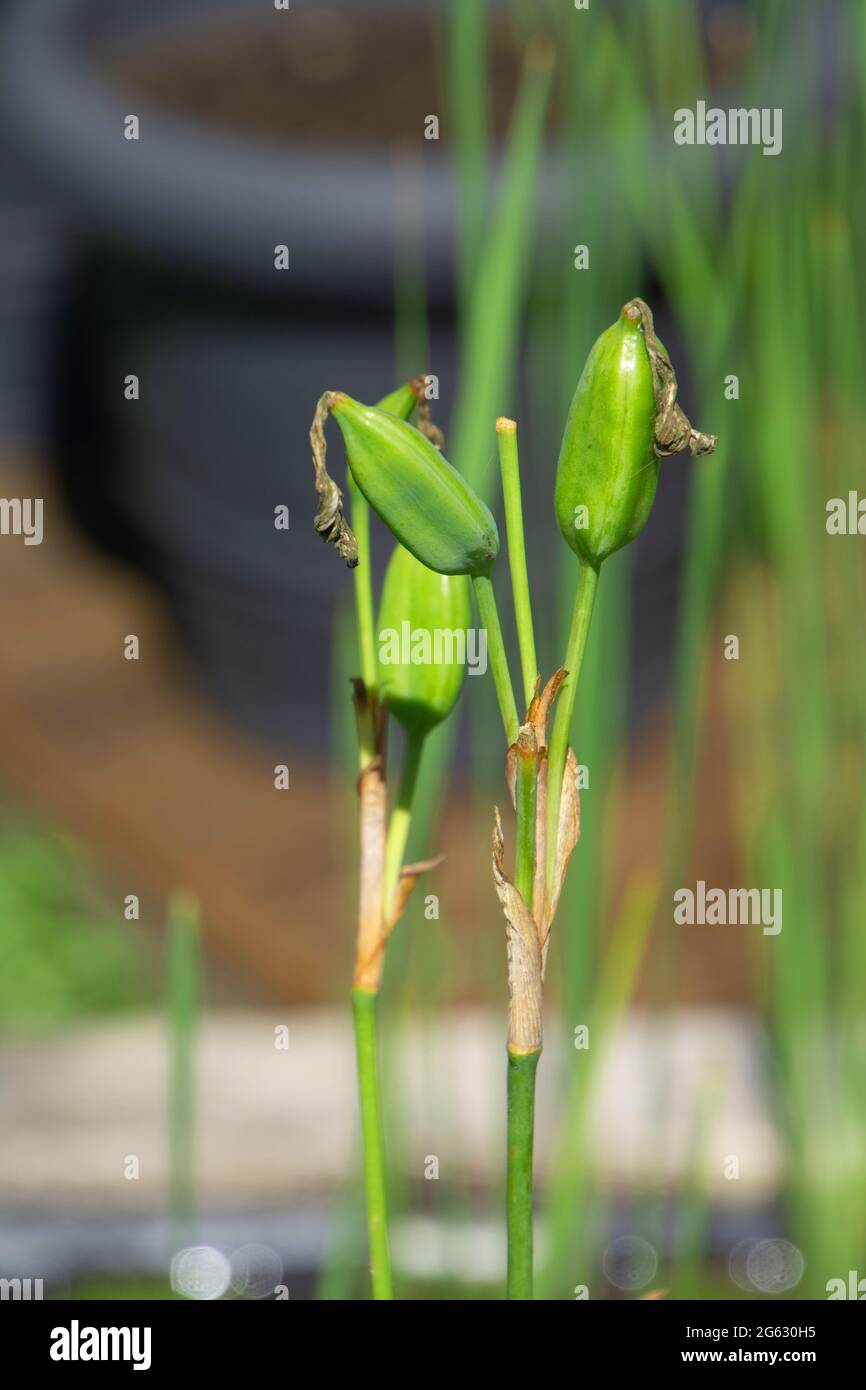 Podi di semi corti e immature dell'Iris selvaggio blu che cresce in una palude paludosa Foto Stock