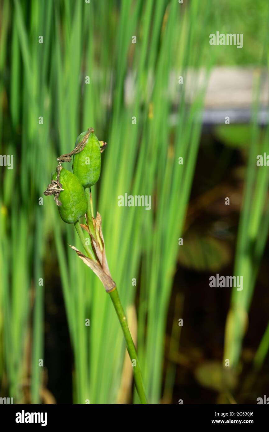 la pianta dell'iride siberiana ha fissato i semi in piccoli baccelli di semi verdi nella zona umida Foto Stock