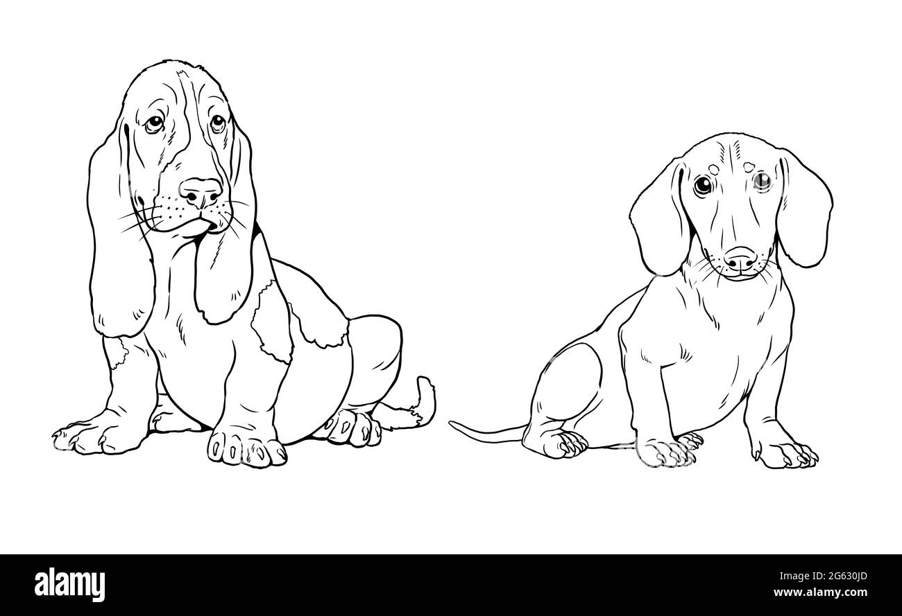 Dachshund e Basset Hound cucciolo. Simpatici cuccioli di cani. Modello di colorazione. Illustrazione digitale. Foto Stock