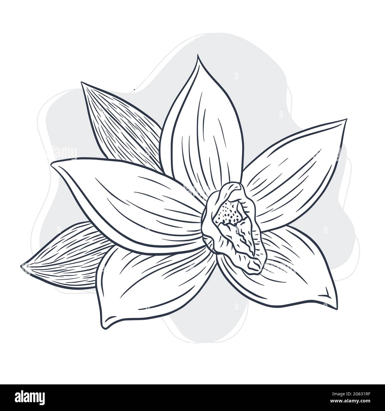 Illustrazione del fiore di vaniglia disegnata a mano. Disegno di linea  Vector art in stile vintage in fiore di vaniglia per logo, menu, ricetta,  emblema, tatuaggio, prodotti per la cura della stampa,