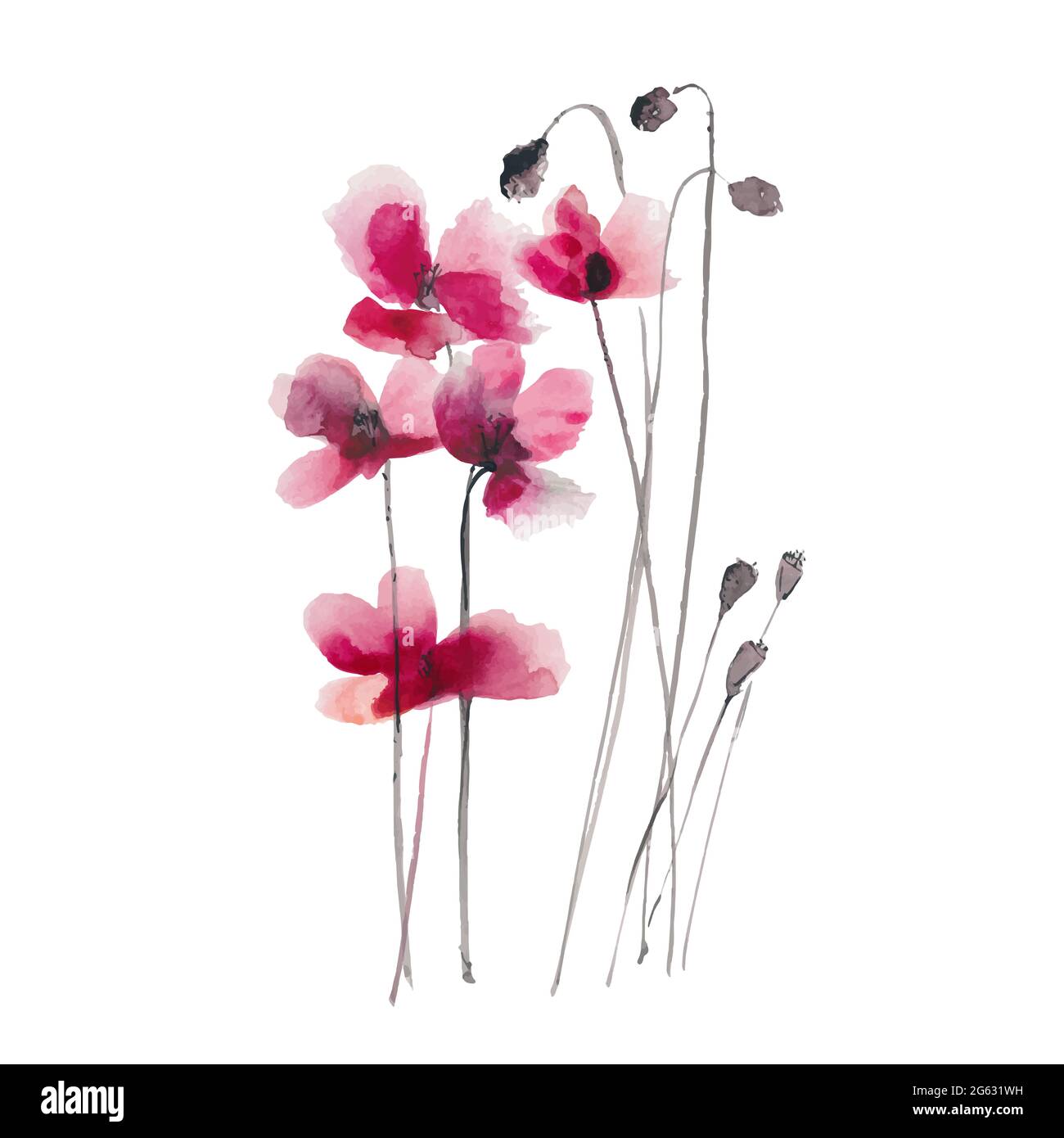 Illustrazione vettoriale con inchiostro disegnato a mano e acquerello: Papaveri rossi fiori e boccioli isolati su sfondo bianco Illustrazione Vettoriale