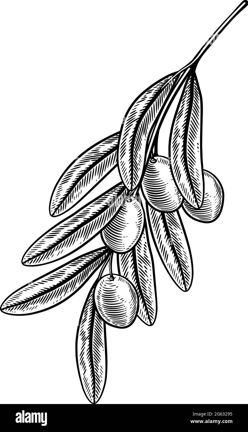 Olive Branch Illustrazione Woodcut disegno Illustrazione Vettoriale
