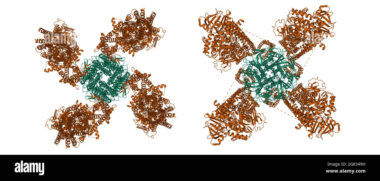 Struttura del KATP umano legato all'ATP e all'ADP nelle forme PROPELLER (sinistra) e quatrefoil (destra), modello cartoon 3D con sottounità di colore diverso Foto Stock