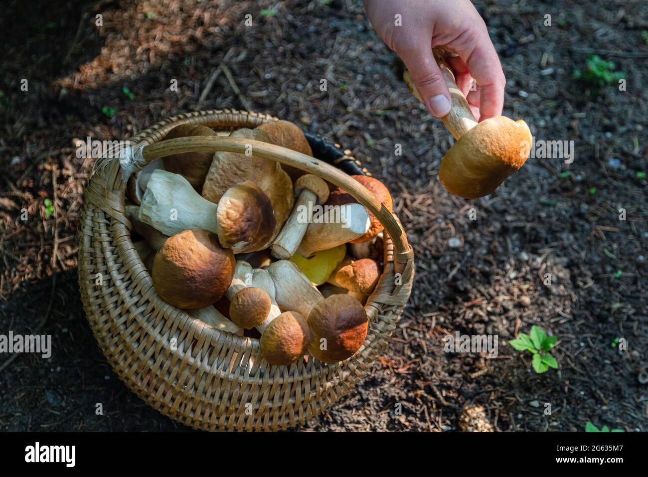 Mano che tiene Boltetus edulis vicino al cesto pieno di vimini di funghi nella foresta. Stagione di raccolta dei funghi nei boschi in autunno. Foto Stock