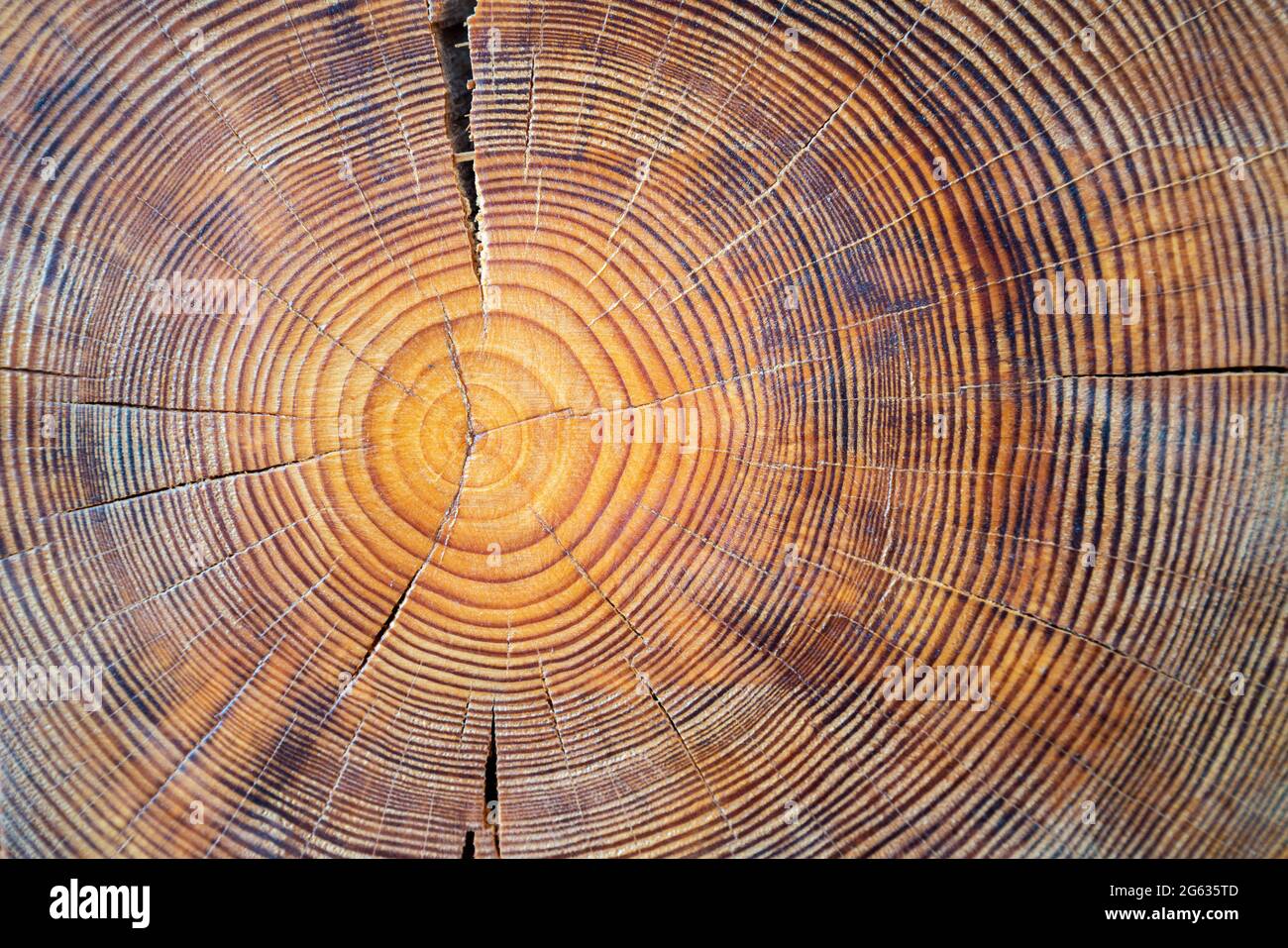 Vista ravvicinata del nucleo in legno. Segati albero maturo sezione con crepe e gli anelli che indicano l'età. Organici naturali con texture incrinato e superficie ruvida. Foto Stock