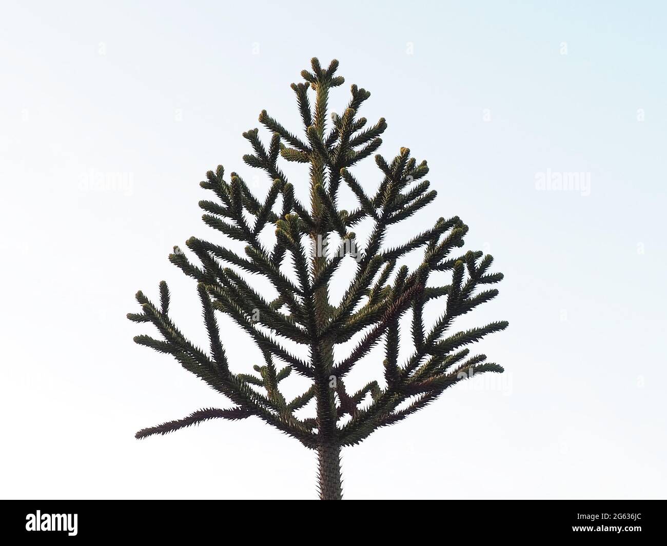 Frammento di araucaria cilena verde spinosa contro il cielo. Albero esotico nel parco Foto Stock