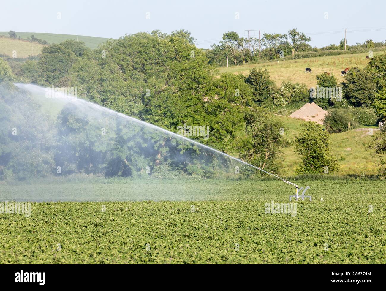 Five Mile Bridge, Cork, Irlanda. 01 luglio 2021. Con l'attuale clima caldo, un agricoltore ha implementato un impianto di irrigazione sprinkler per il suo raccolto di patate a Five Mile Bridge, Co. Cork, Irlanda. - immagine; David Creedon / Alamy Live News Foto Stock