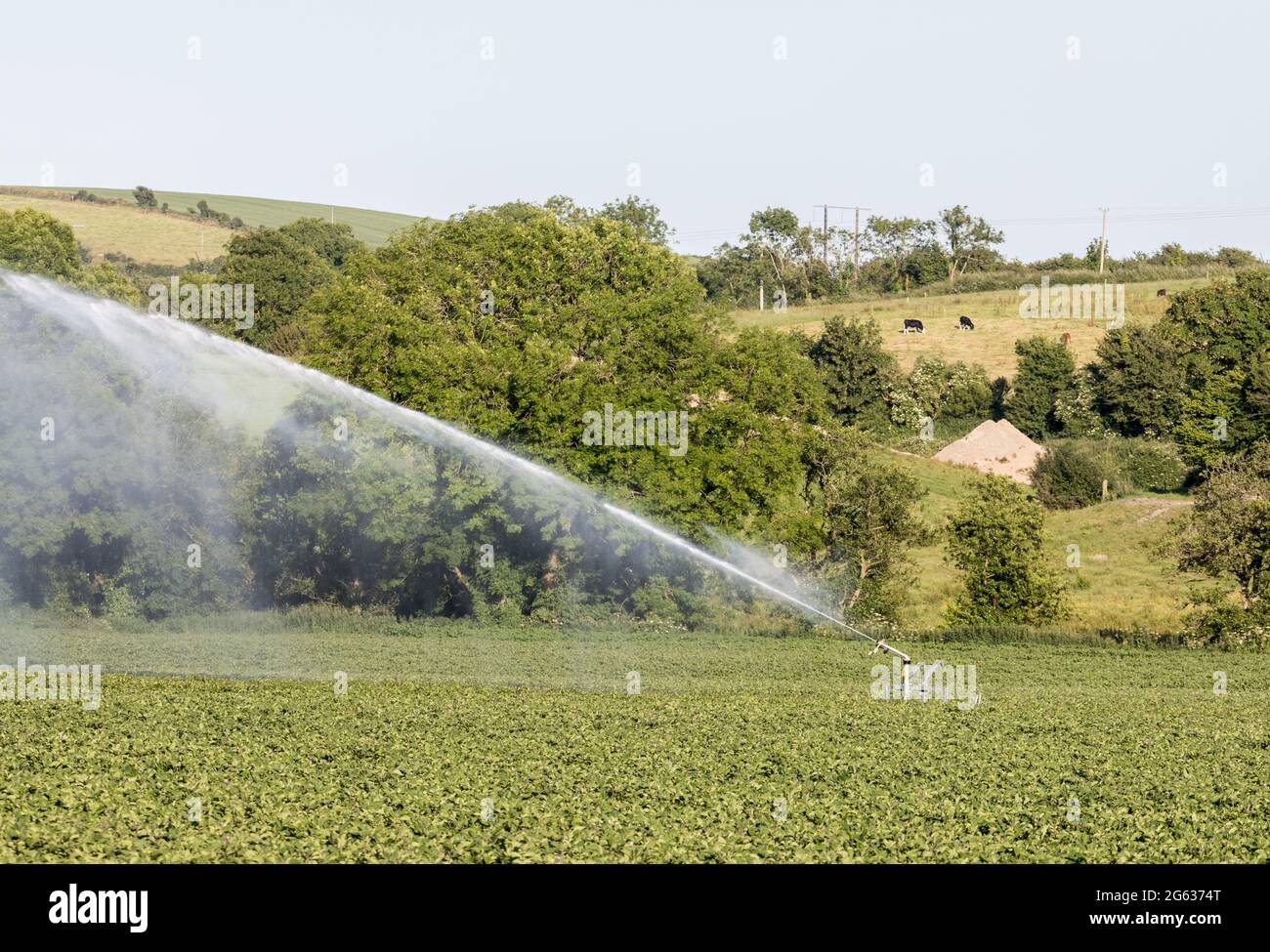 Five Mile Bridge, Cork, Irlanda. 01 luglio 2021. Con l'attuale clima caldo, un agricoltore ha implementato un impianto di irrigazione sprinkler per il suo raccolto di patate a Five Mile Bridge, Co. Cork, Irlanda. - immagine; David Creedon / Alamy Live News Foto Stock
