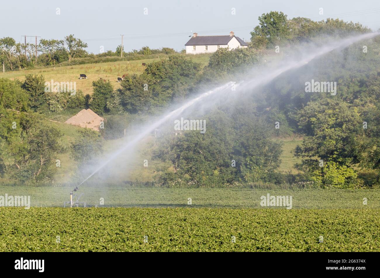 Five Mile Bridge, Cork, Irlanda. 01 luglio 2021. Con l'attuale clima caldo, un agricoltore ha implementato un impianto di irrigazione sprinkler per il suo raccolto di patate a Five Mile Bridge, Co. Cork, Irlanda. - immagine; David Creedon / Alamy Live News Foto Stock