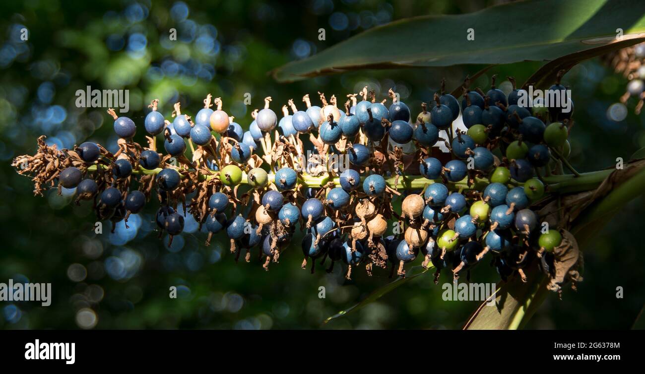 Bacche blu di zenzero nativo australiano, Alpinia caerulea che cresce nel sottobosco della foresta pluviale subtropicale nel Queensland. Bush Tucker (commestibile) Foto Stock