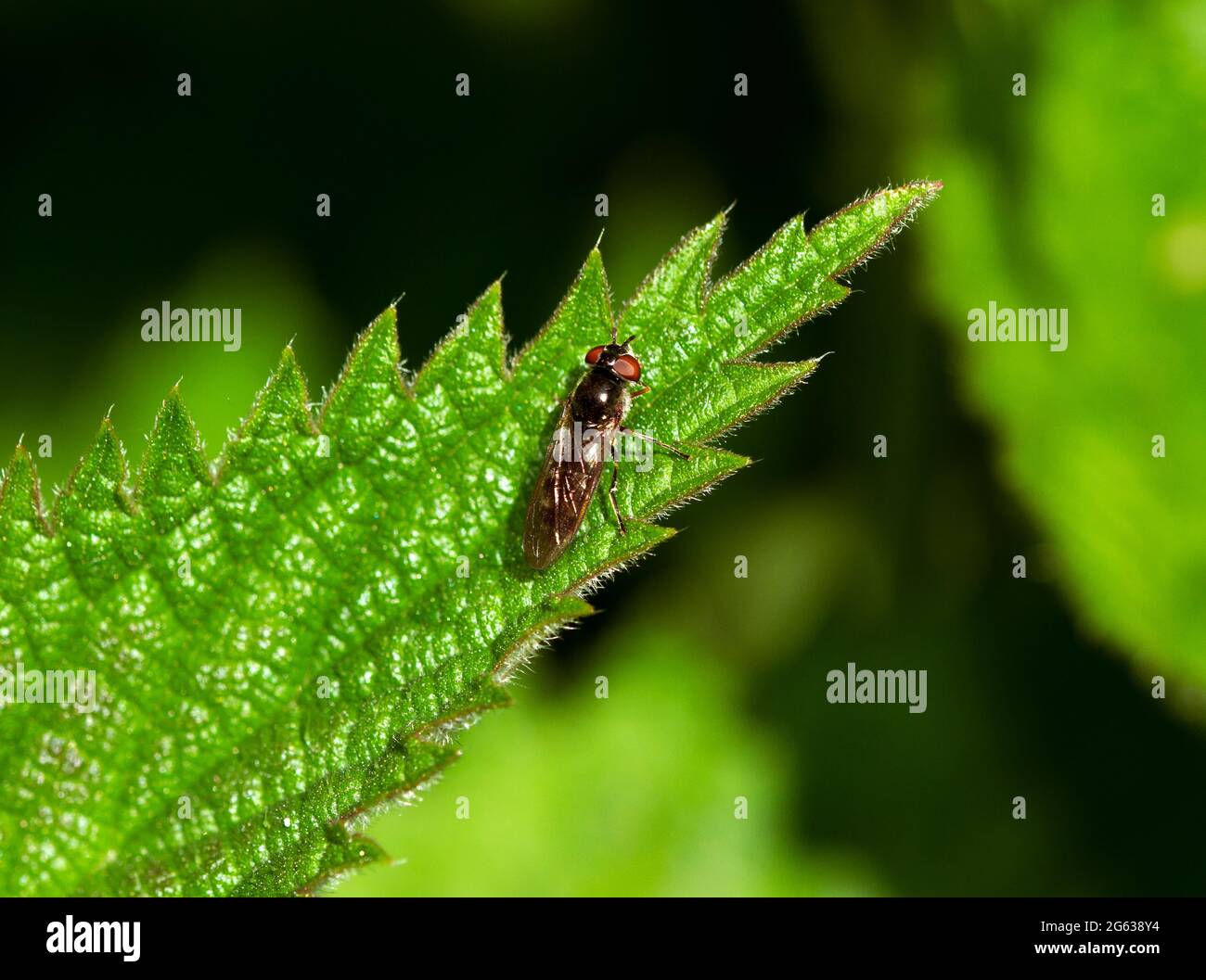 Il drone Fly è una delle piccole famiglie Hoverfly. Gli adulti bevono nettare mentre le larve mangiano afidi e dovrebbero essere incoraggiati dai giardinieri. Foto Stock