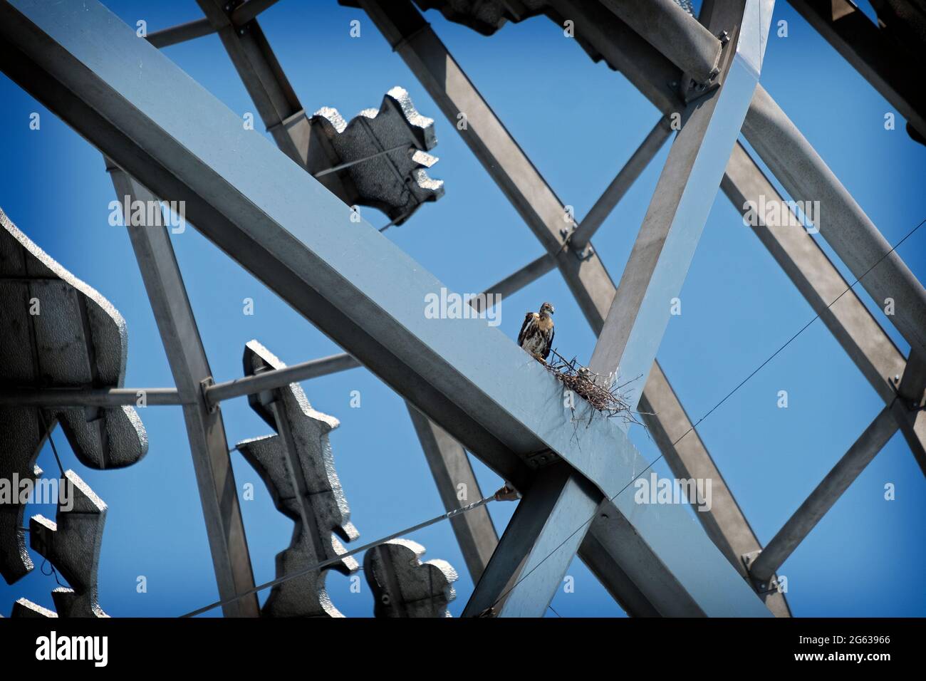 Un falco bambino, un occhio, in un nido nell'Unisfero in Flushing Meadows Corona Park a Queens, New York. Foto Stock