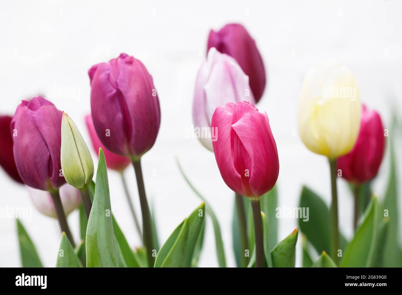 Tulipa Bandiera Collection - Maggio Foto Stock