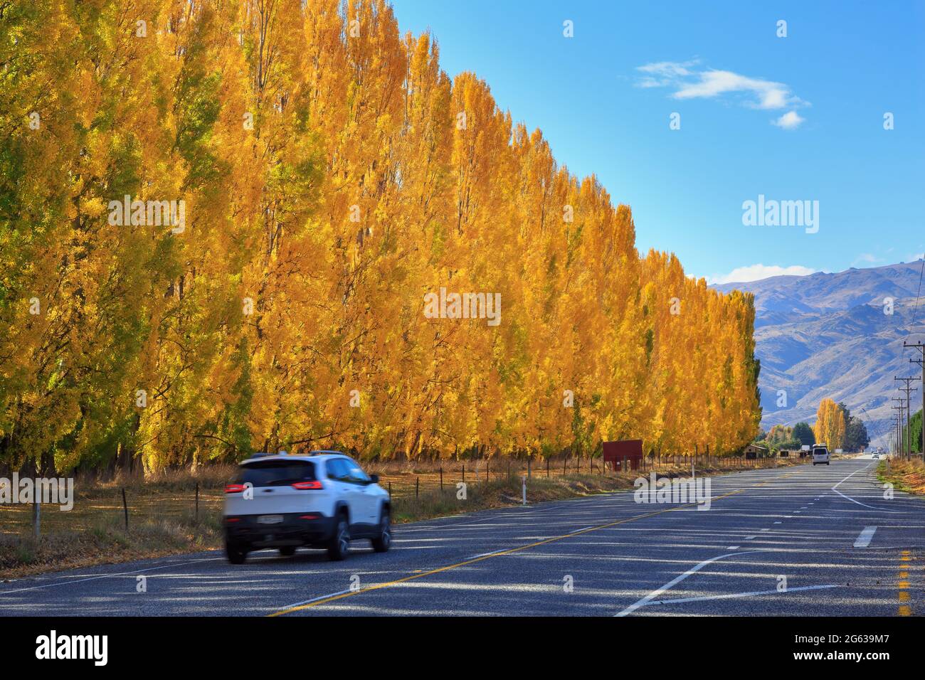 Una fila di alberi di pioppo con foglie dorate d'autunno accanto ad una strada nella regione di Otago, Isola del Sud, Nuova Zelanda Foto Stock