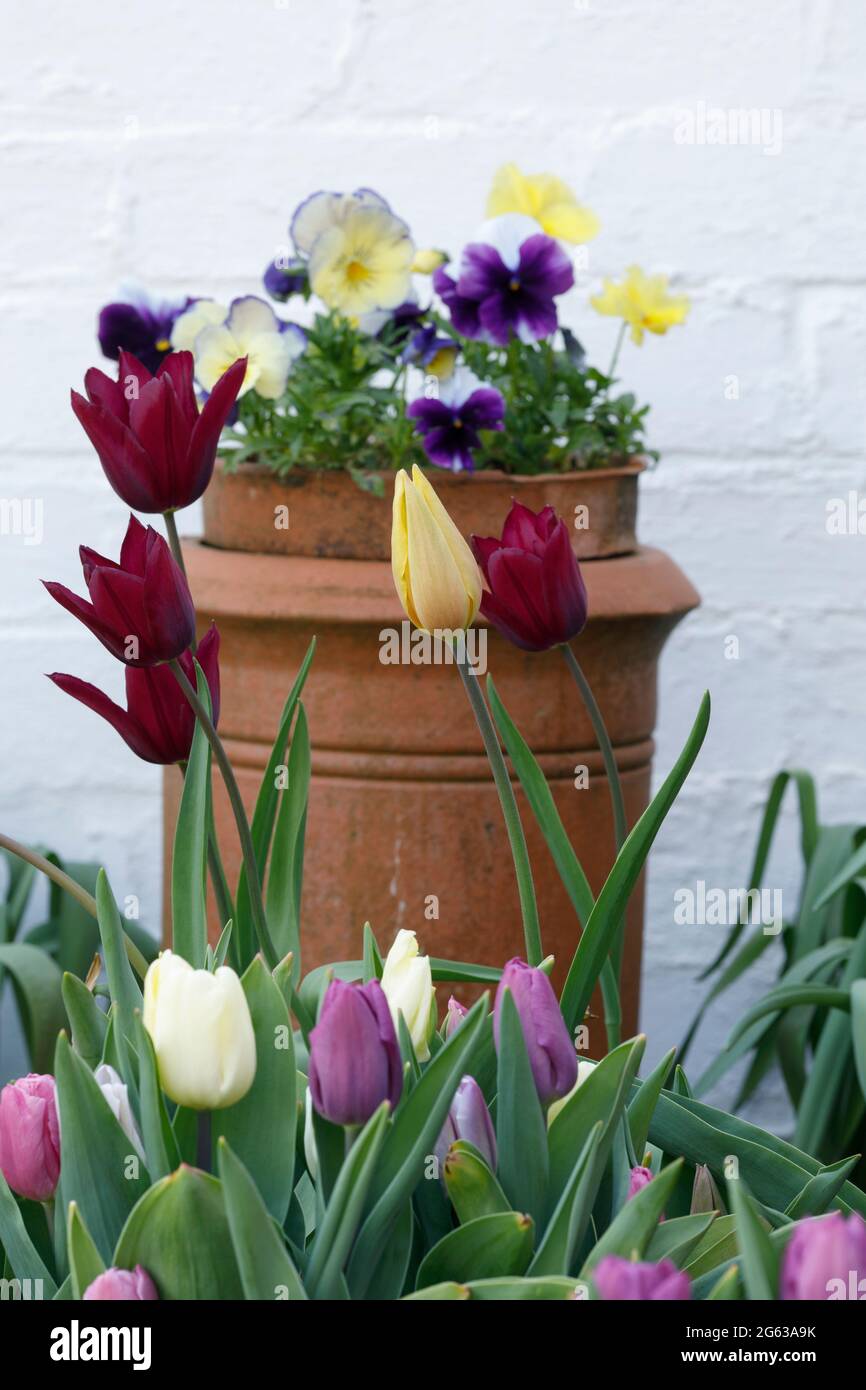 Mostra di fiori di primavera - tulipani - Pansies - Aprile Foto Stock