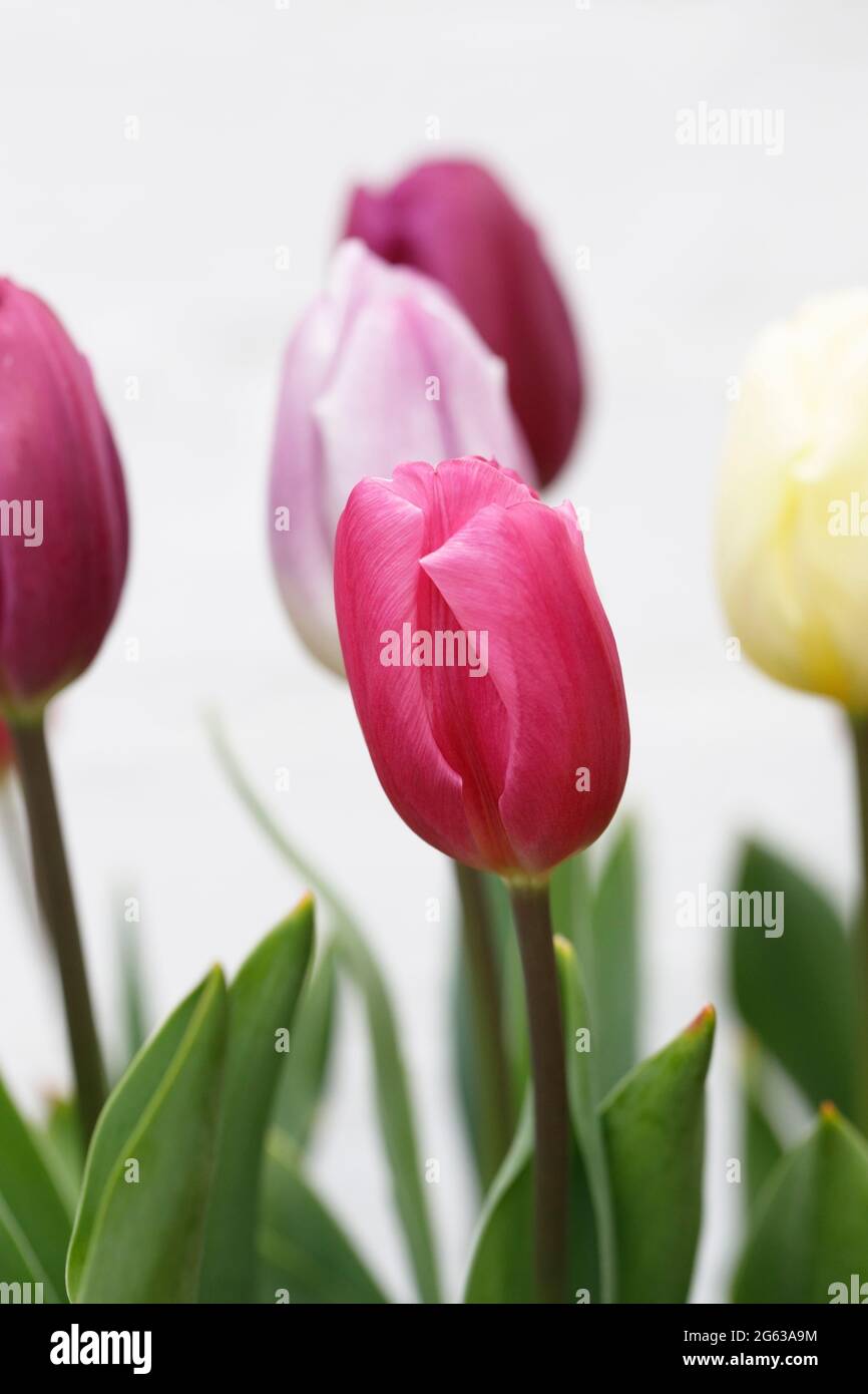 Tulipa Bandiera Collection - Maggio Foto Stock
