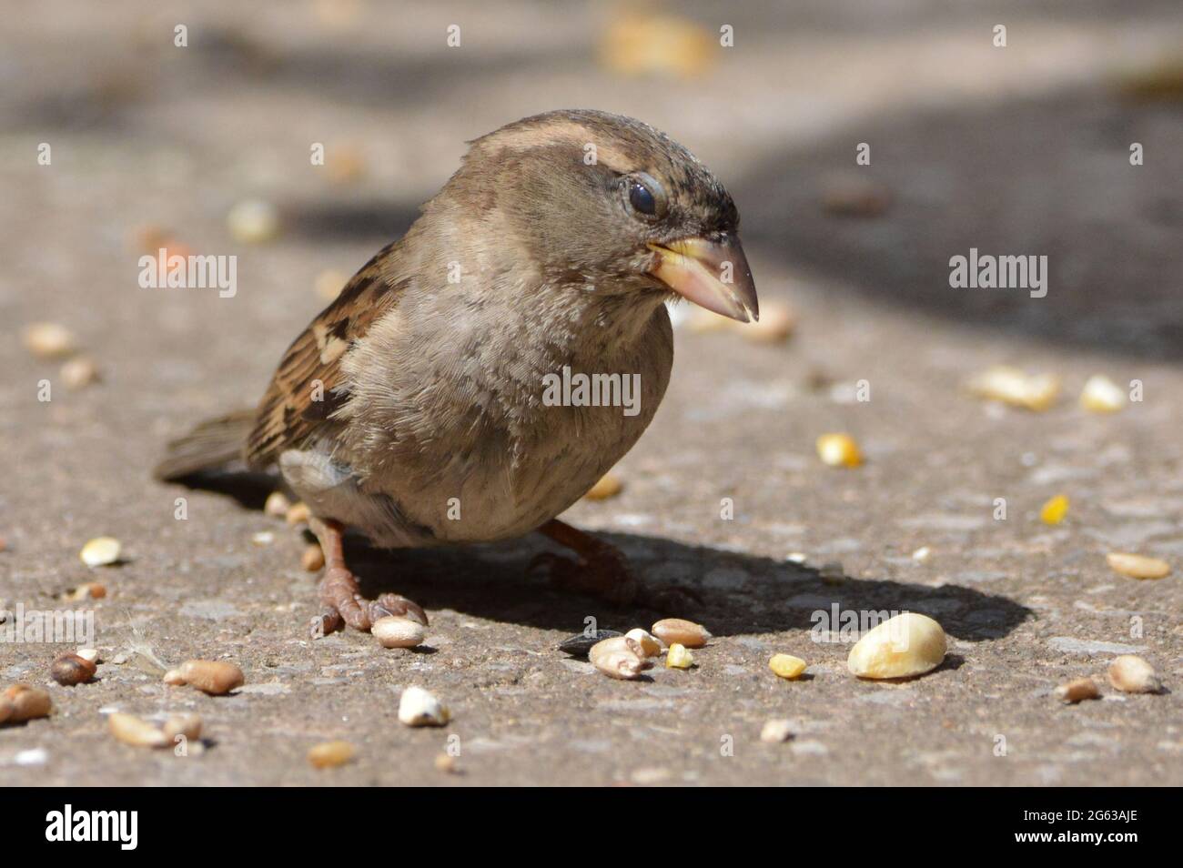 Femmina Casa Sparrow alimentazione su seme Foto Stock