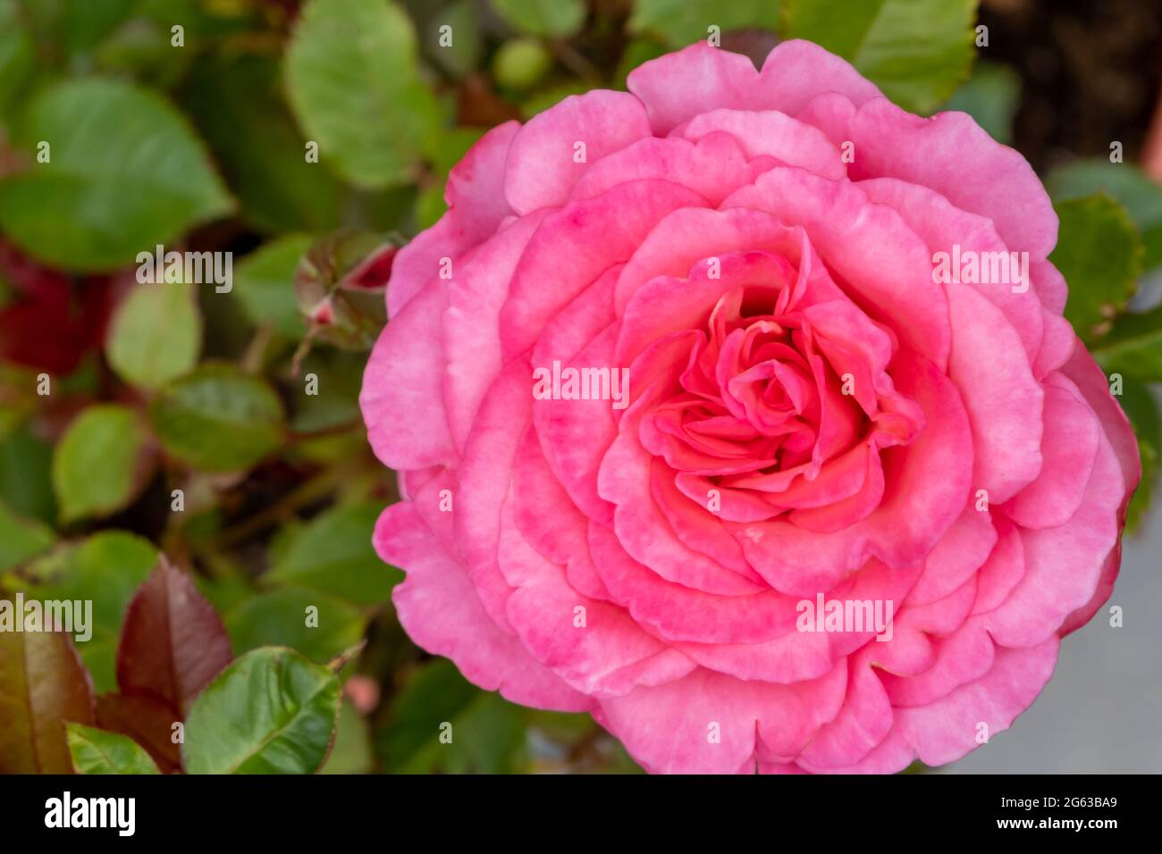 Vista su Rosebud. Immagine di sfondo di rosa, colore pastello fresco. Rosebush nel giardino. Primo piano di petali di rosa. Vista dall'alto, colore pastello rosa corallo Foto Stock
