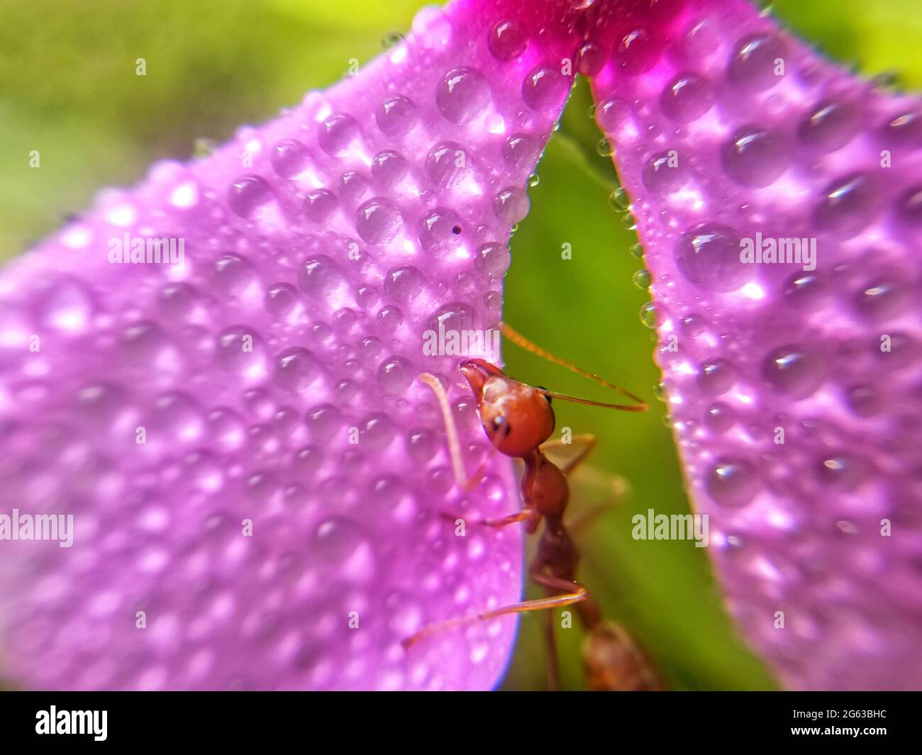 Formica rossa che raccoglie acqua su pianta con sfondo verde. Macro insetto di natura. Gocce di rugiada sui petali di fiori. Foto Stock