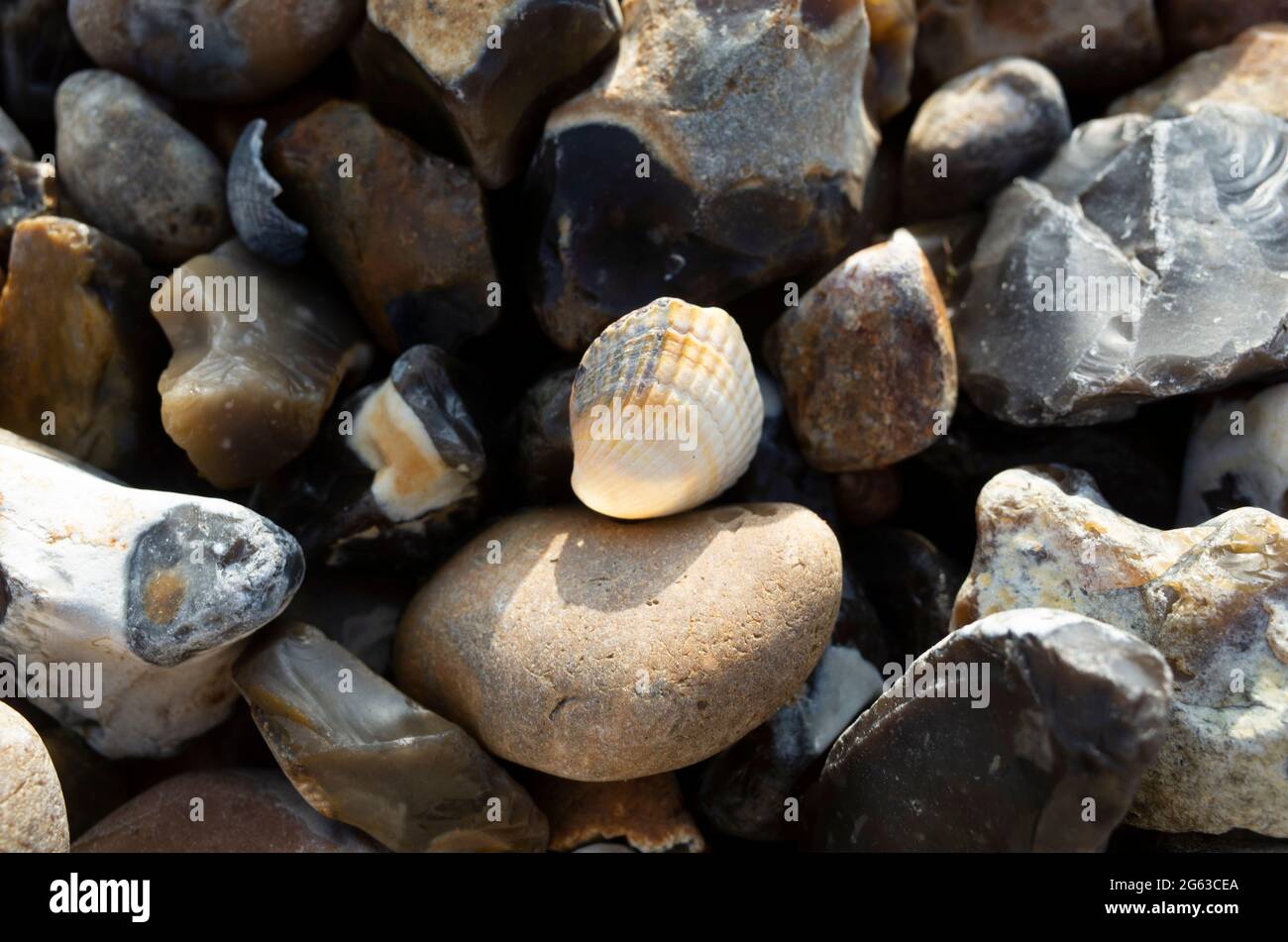 Ciottoli e conchiglie su Seasalter Beach Kent Inghilterra UK Foto Stock