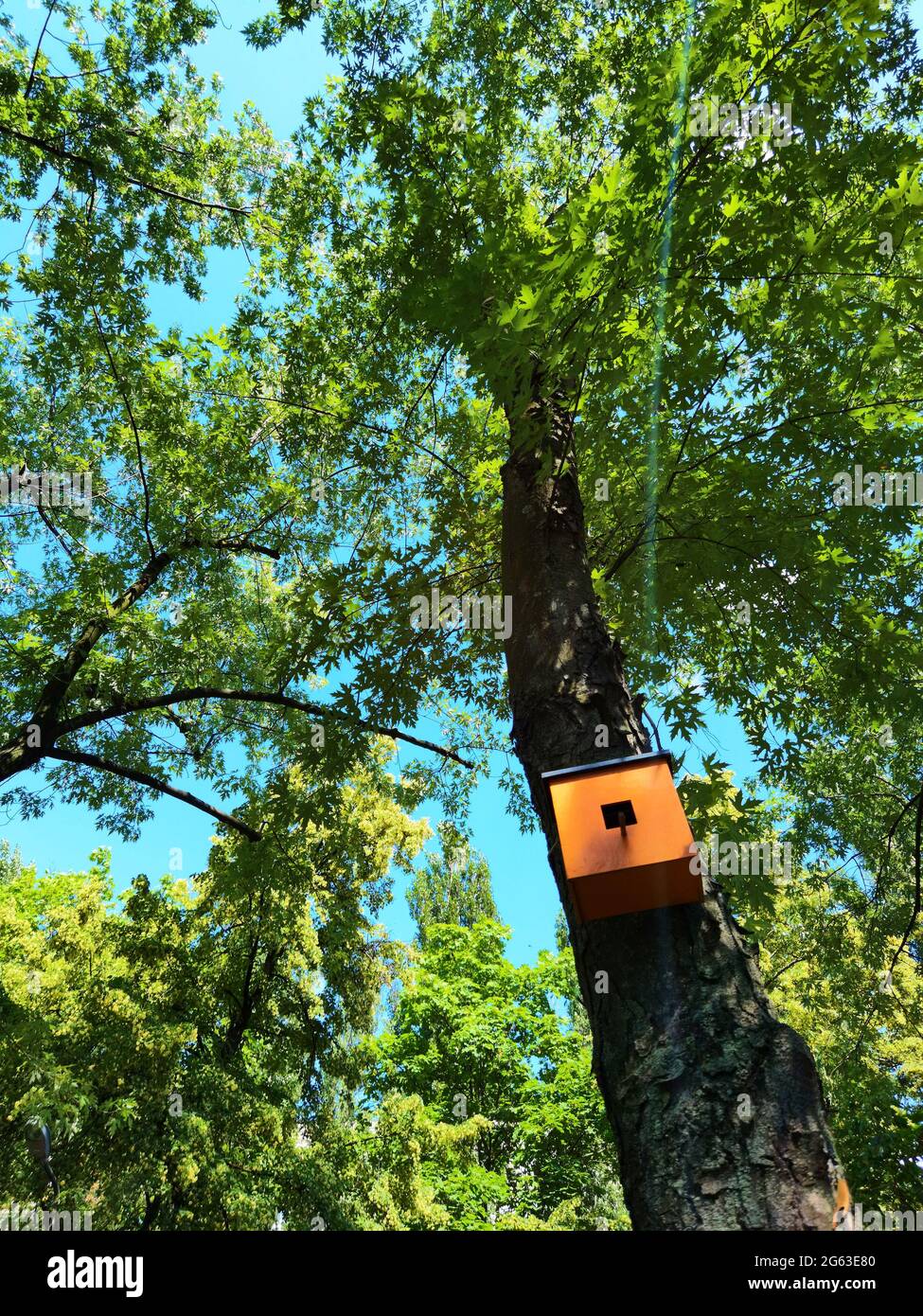 Casa di uccelli appesi dall'albero con il foro di entrata a forma di cerchio. Foto Stock
