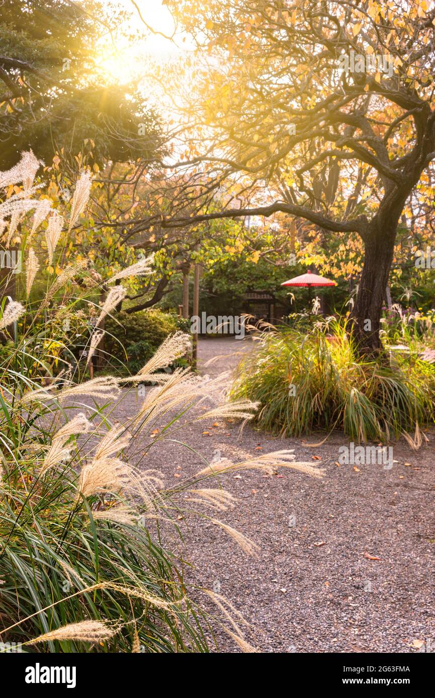 tokyo, giappone - novembre 13 2020: La retroilluminazione del tramonto attraverso la pianta di fioritura di erba argentata maiden nei giardini giapponesi Mukojima-Hyakkaen di higashi-muko Foto Stock