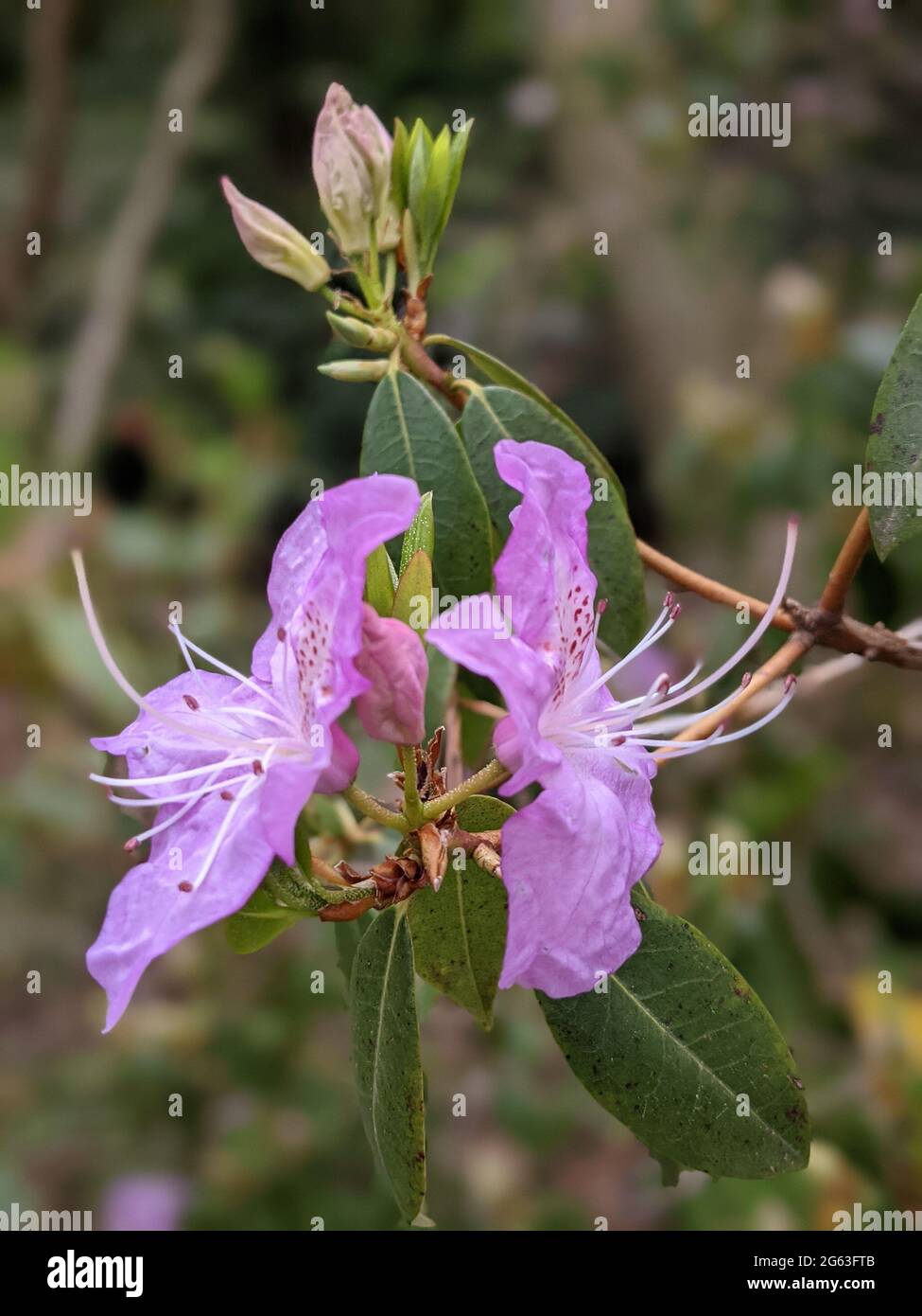 Vista ravvicinata di un rododendro viola chiaro in fiore. Nahansicht eines blühenden hellvioletten Rhododendri. Foto Stock