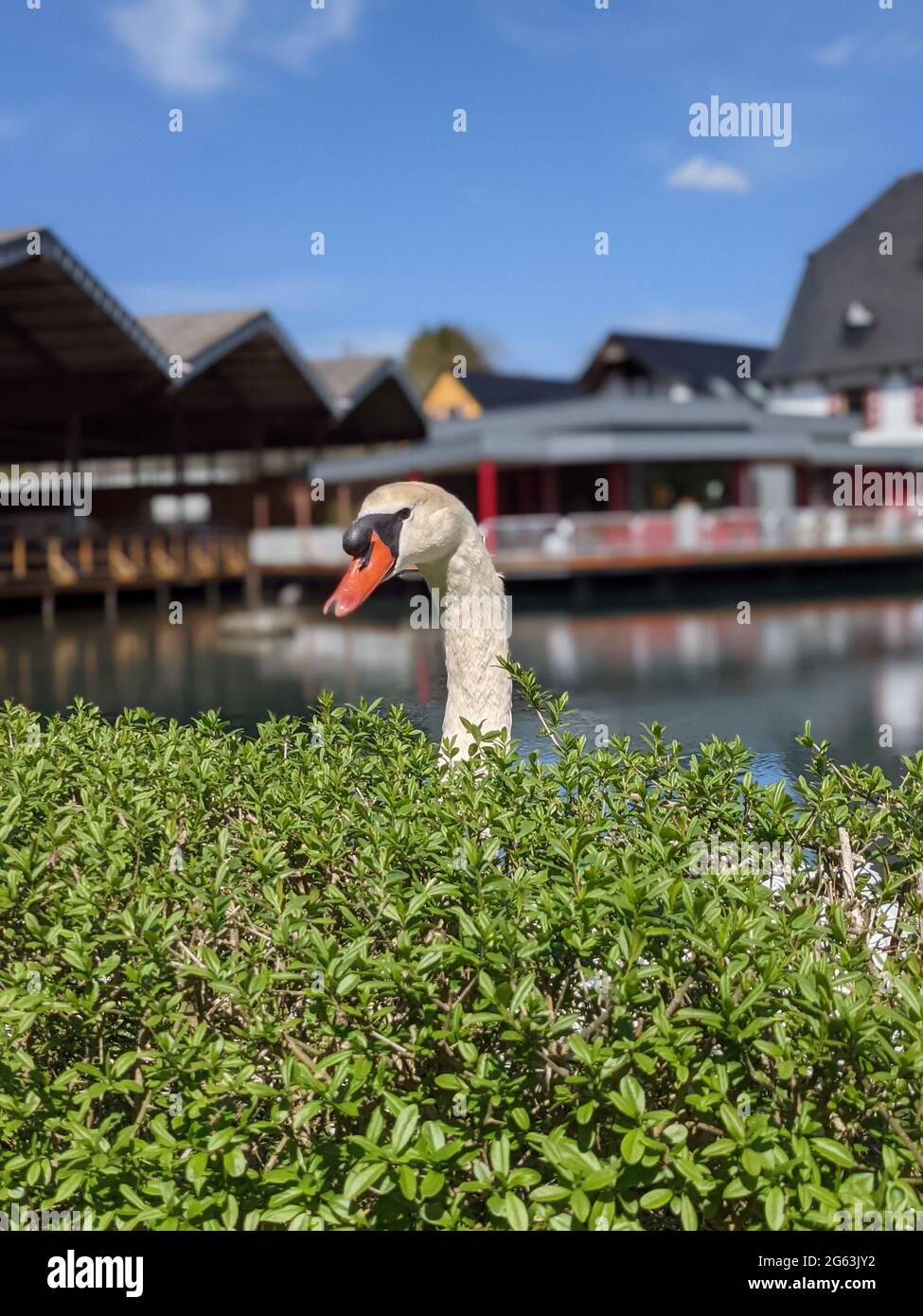 Ritratto di un cigno bianco dietro una siepe con un laghetto sul retro. Weißer Schwan hinter einer grünen Hecke mit einem Gasthaus und Weiher im Hintergrund. Foto Stock