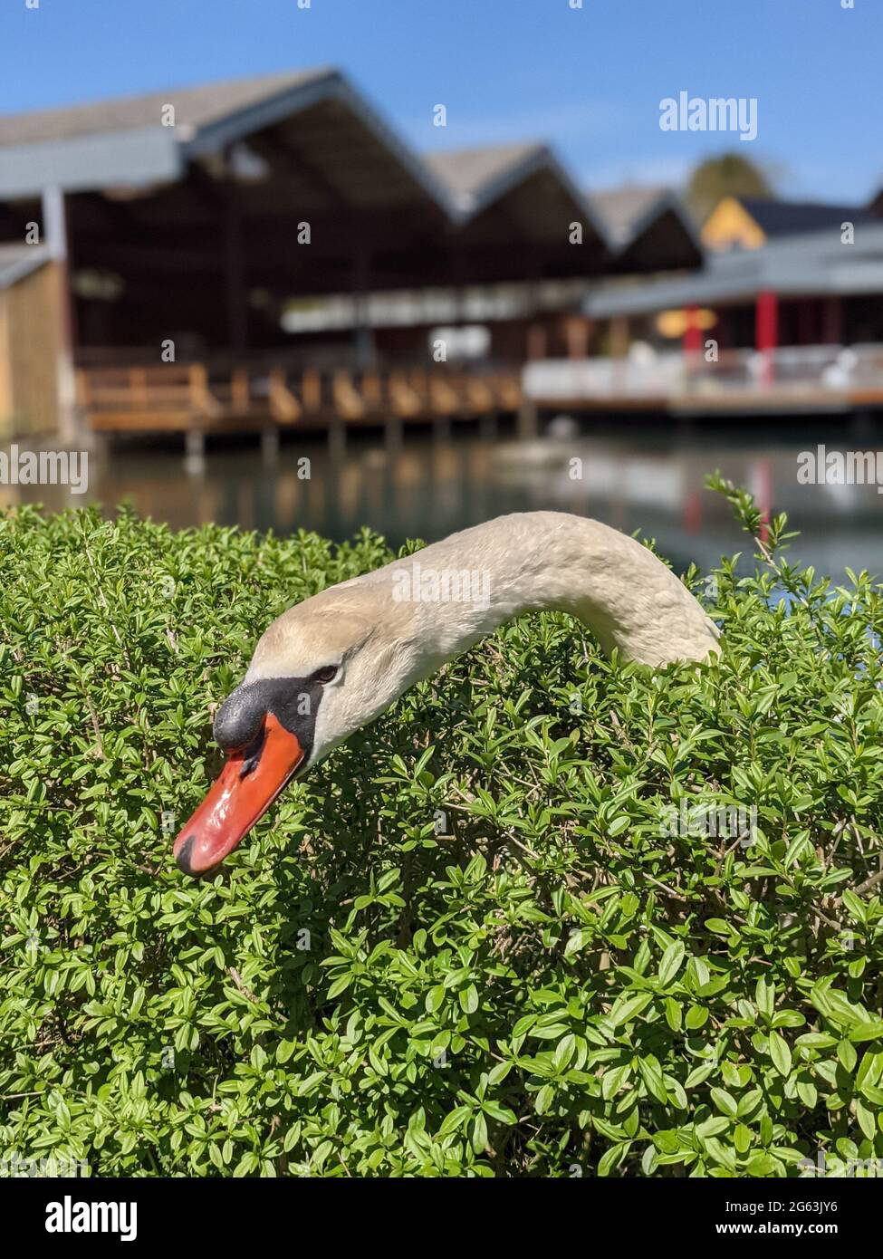 Primo piano di un cigno bianco dietro una siepe con uno stagno sul retro. Weißer Schwan hinter einer grünen Hecke mit einem Gasthaus und Weiher im Hintergrund. Foto Stock