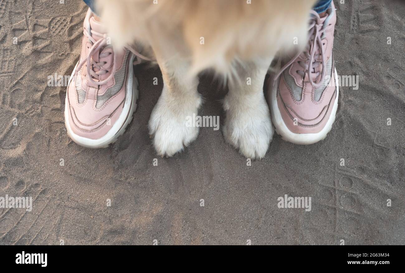 Zampe anteriori per cani e piedi donna in scarpe da ginnastica sulla sabbia, vista dall'alto Foto Stock