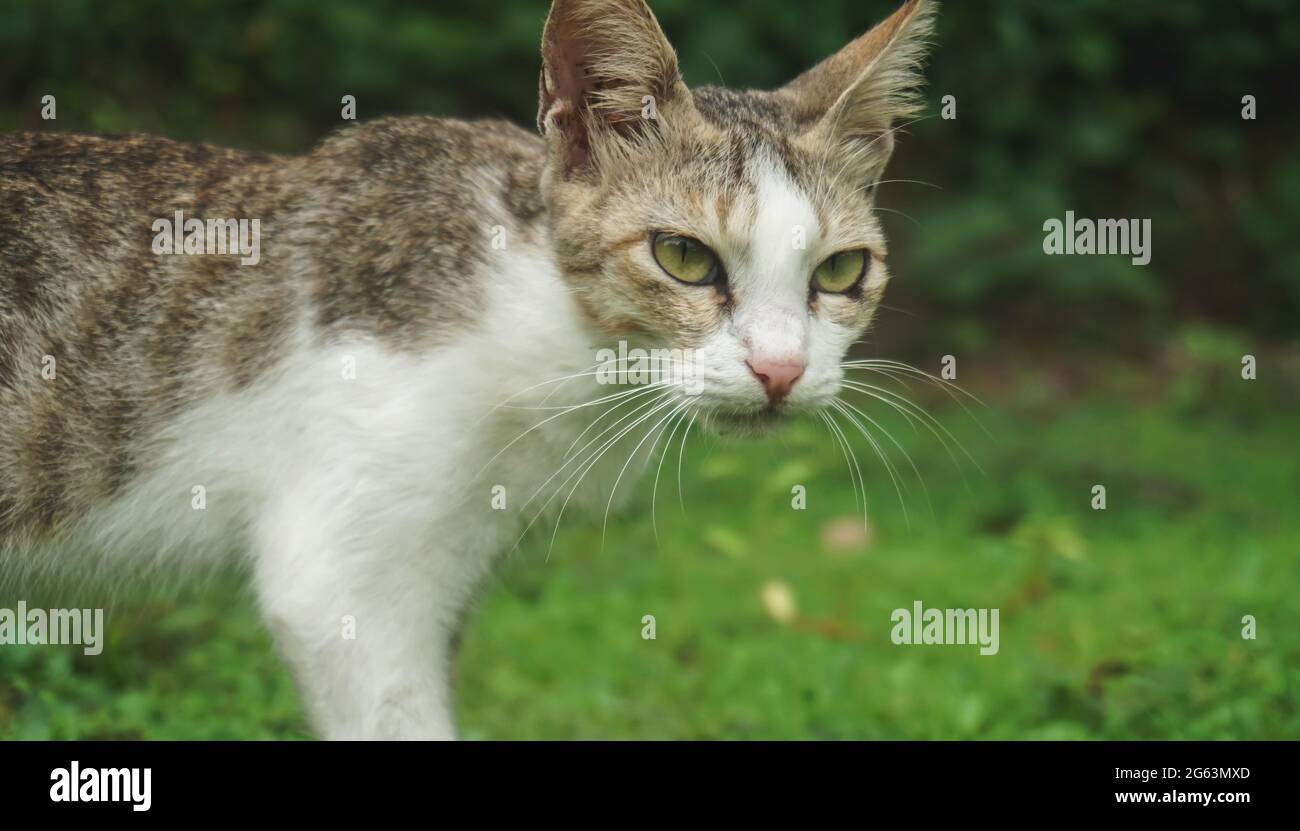 ritratto di un gatto che vagano all'aperto Foto Stock