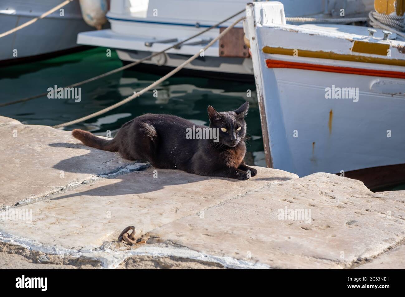 Gatto di colore nero seduto sul molo del porto, in attesa di cibo, barche da pesca tradizionali ancorate al porto di Naousa isola di Paros. Giorno estivo in Grecia, Cy Foto Stock