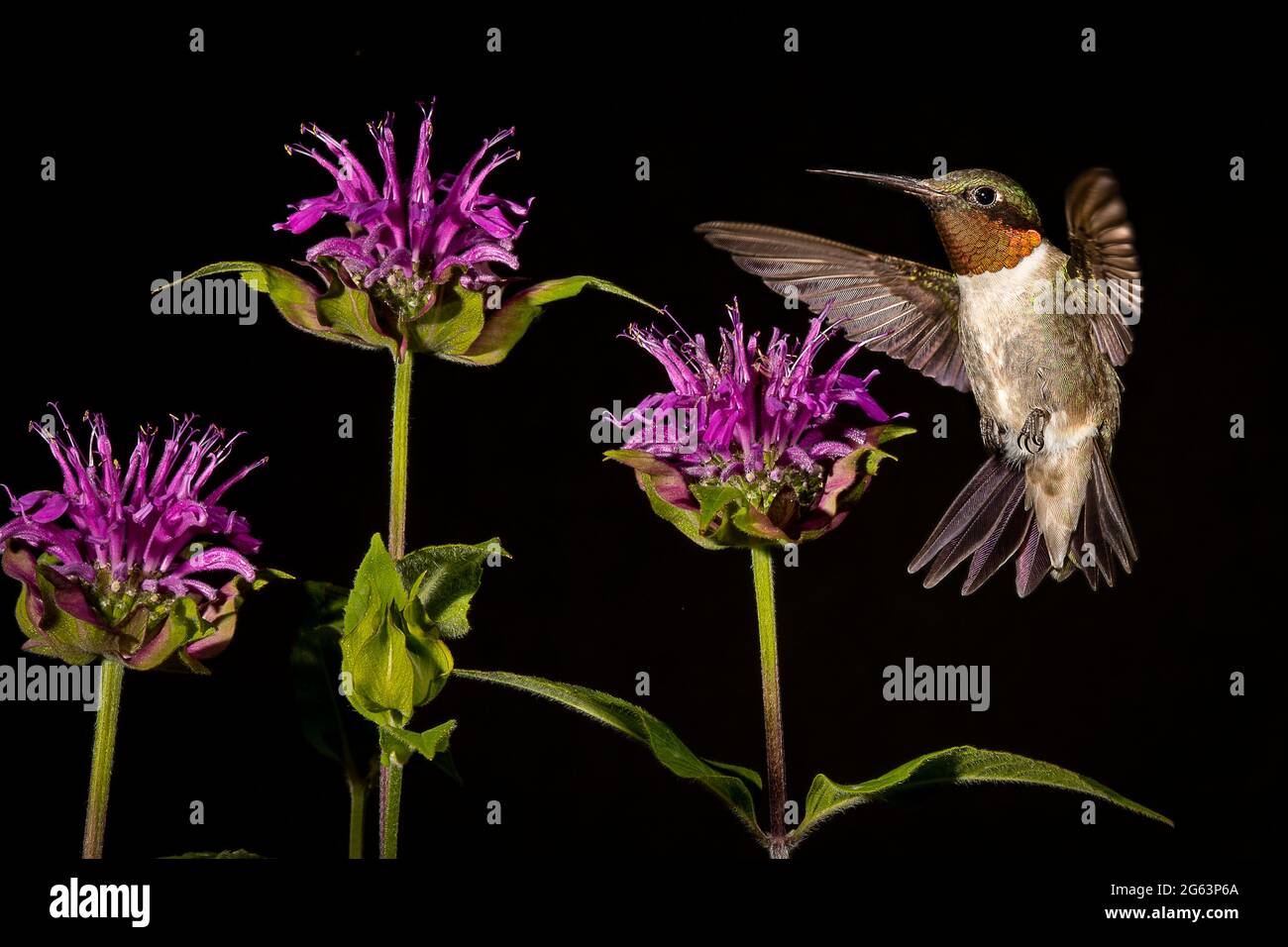 Hummingbird con gola di rubino che si allontana Foto Stock