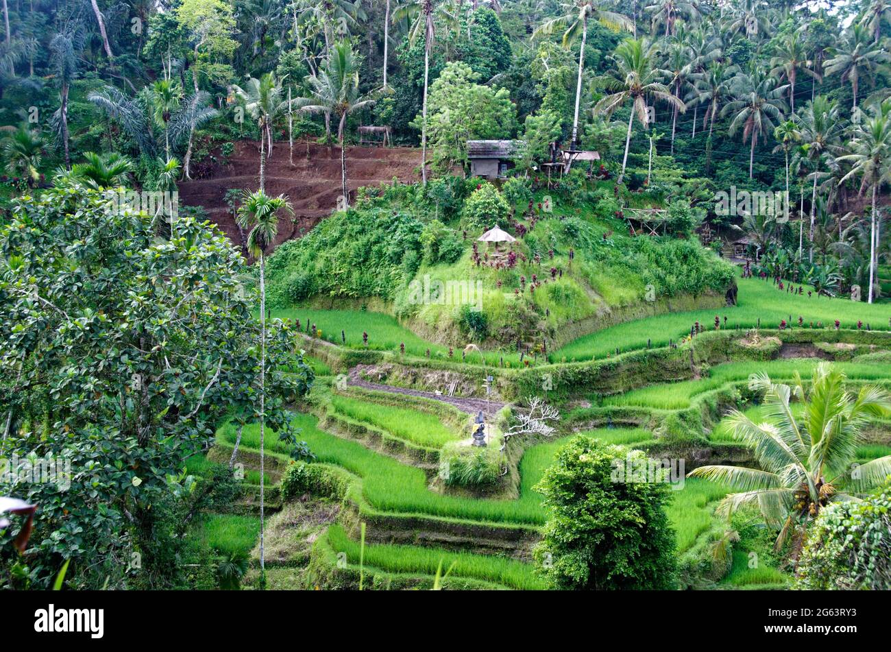 Le risaie a terrazza Tegallalang vicino a Ubud, Bali, Indonesia Foto Stock