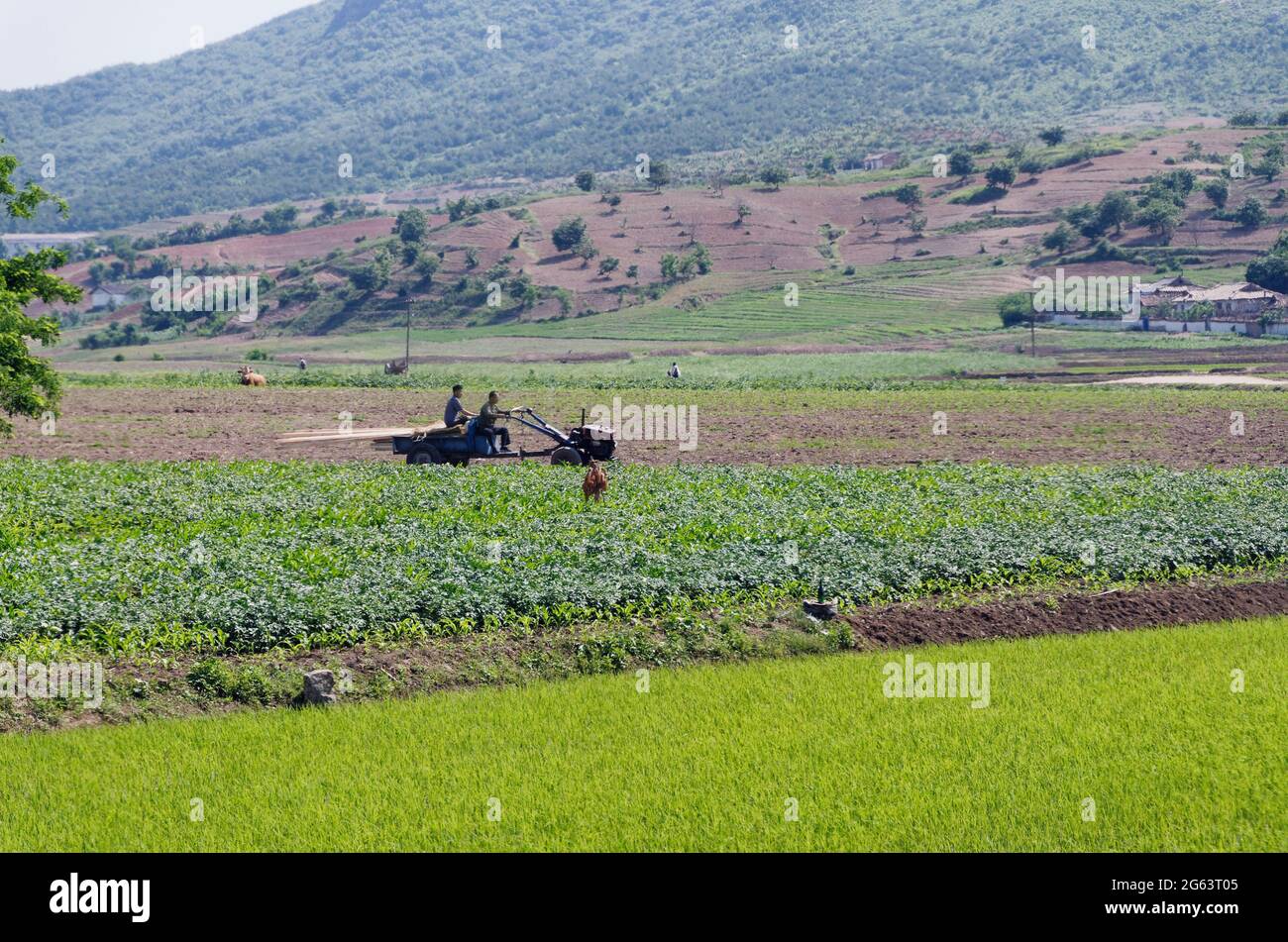 Due operai agricoli che cavalcano su un trattore attraverso un campo di riso della Corea del Nord. Foto Stock