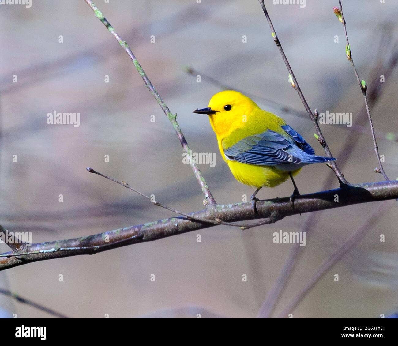 Questo Warbler protonotario è stato visto in primavera, proprio come gli alberi sono in erba. Foto Stock