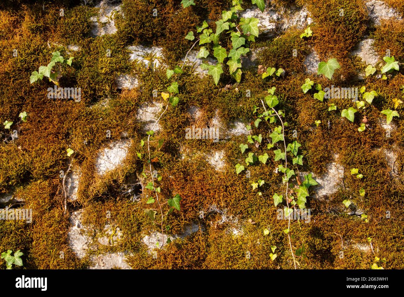 Vecchio muro di pietra naturale coperto di muschio verde e marrone e l'edera per sfondo naturale Foto Stock
