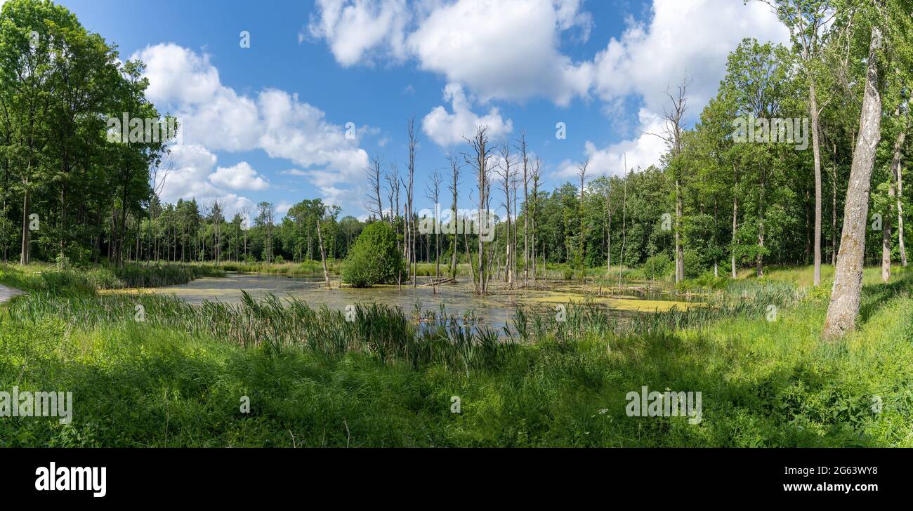 Un paesaggio panoramico di brughiera e acqua nel mezzo di una verde foresta estiva sotto un cielo blu con bianche nuvole di cumuli Foto Stock
