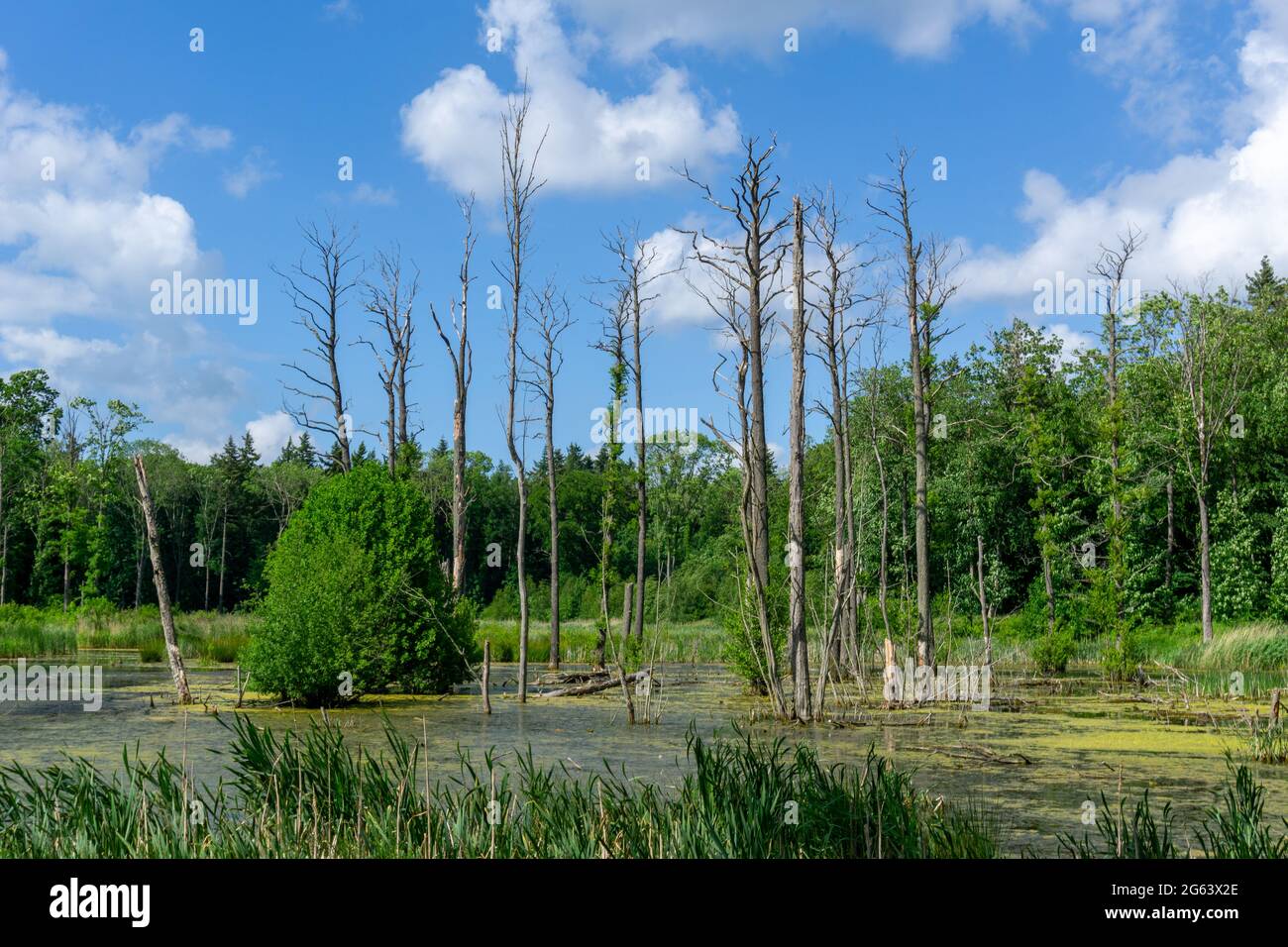 Paesaggio incontaminato della brughiera con acqua paludosa e foresta Foto Stock