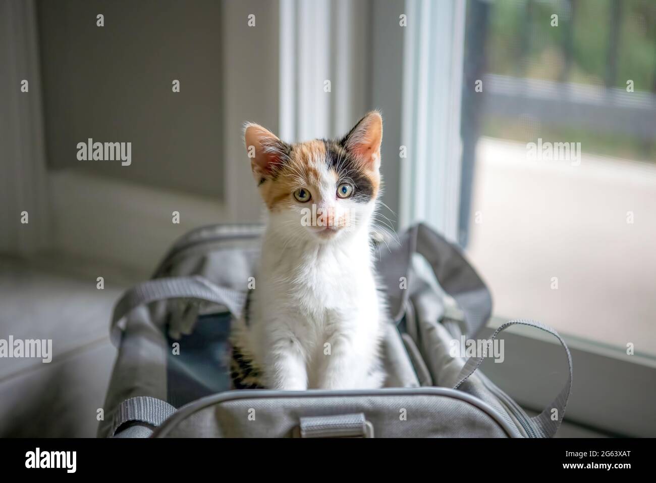 Calico gattino seduto su un portatore grigio gatto. Guardando la fotocamera. Foto Stock