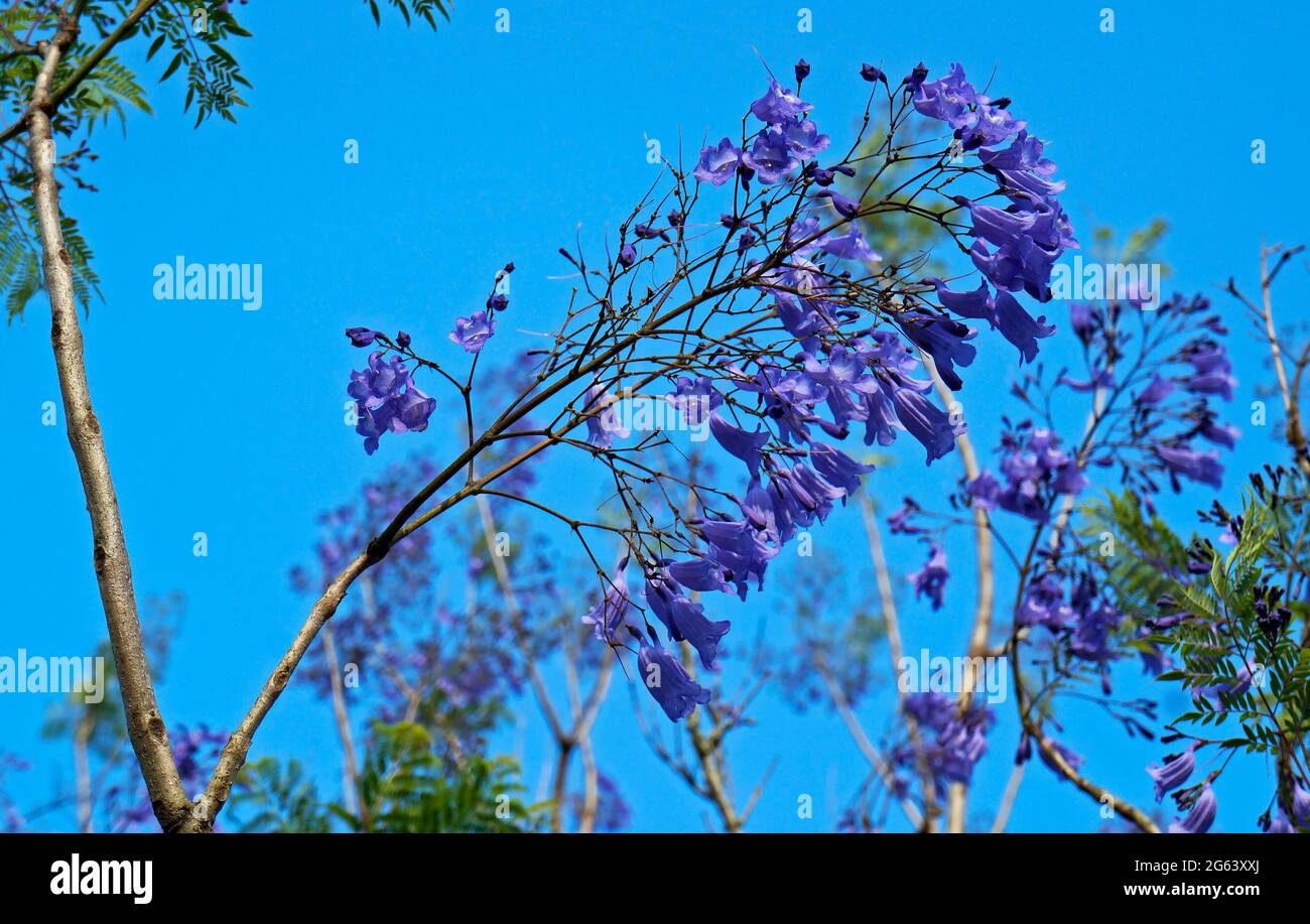 Fiori blu jacaranda (Jacaranda mimosifolia) Foto Stock