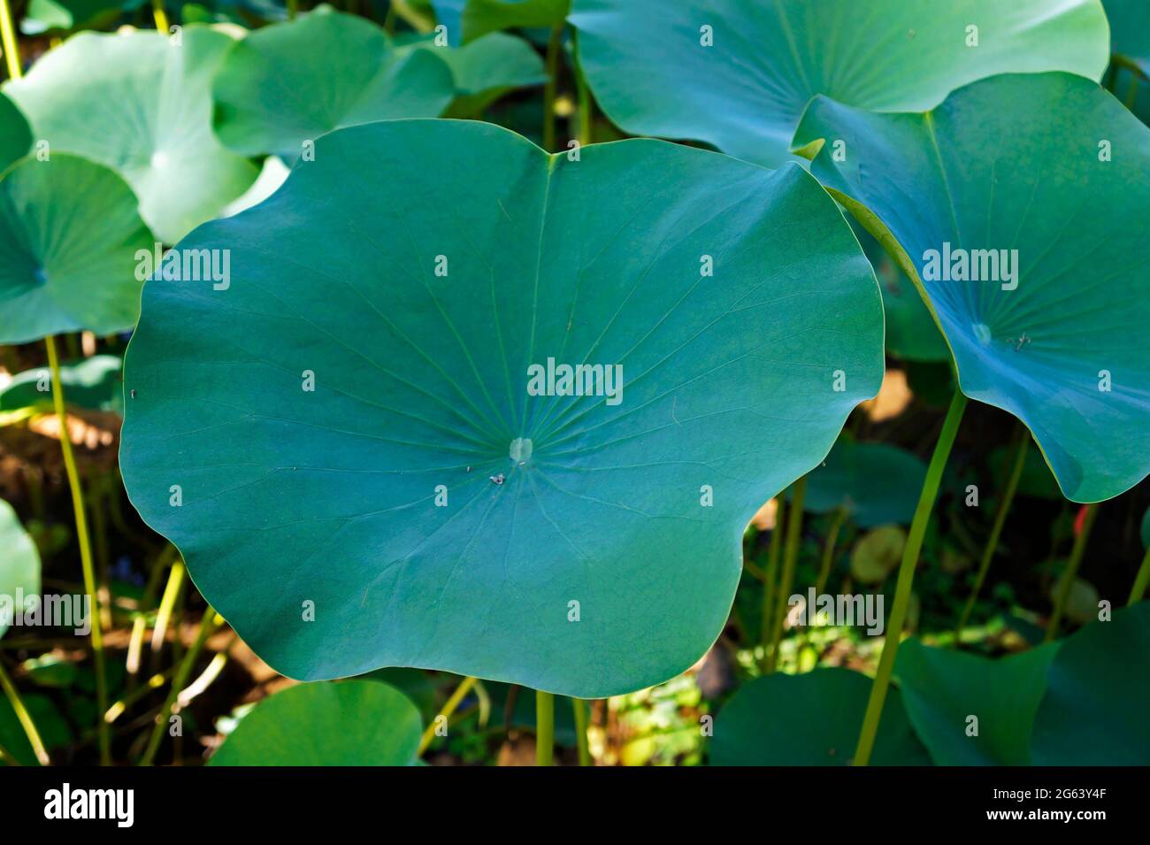 Foglie di loto (Nelumbo nucifera) sul giardino giapponese Foto Stock