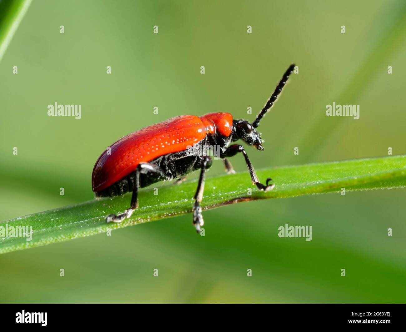 L'agile di giglio adulto, Lilioceris lilii, una specie di peste di gigli e futillari, in un giardino britannico Foto Stock