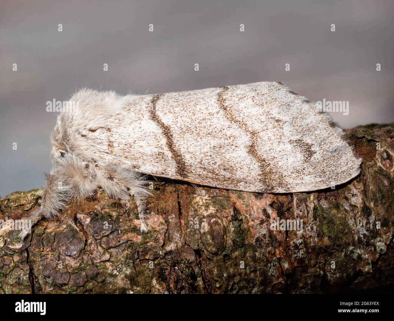 Madre inglese per adulti pale Tussock Moth, Calliteara pudibunda, che riposa su un ramo Foto Stock