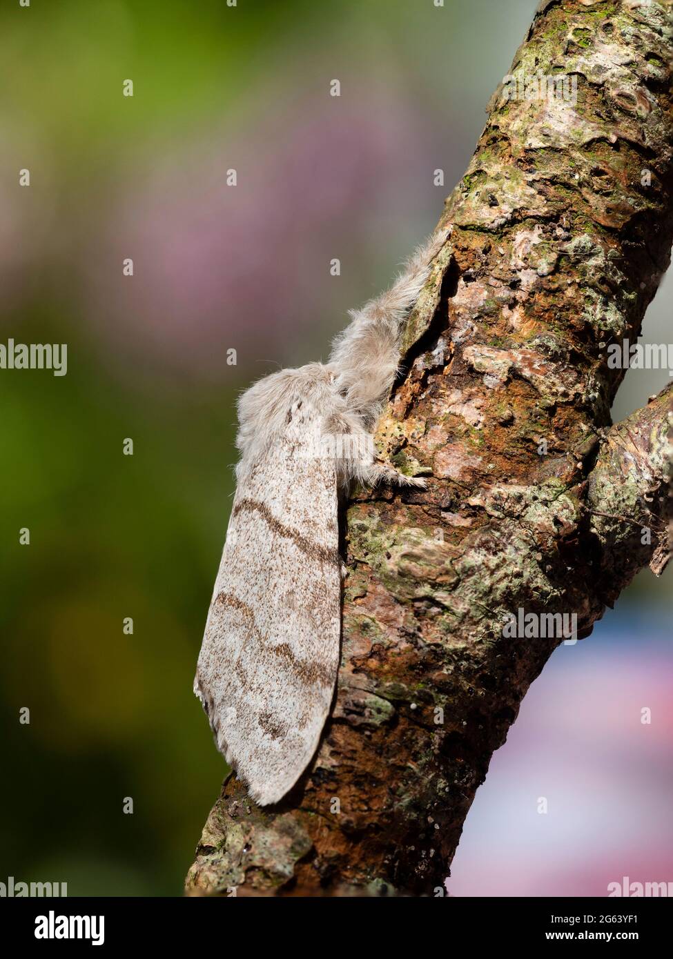 Madre inglese per adulti pale Tussock Moth, Calliteara pudibunda, che riposa su un ramo Foto Stock